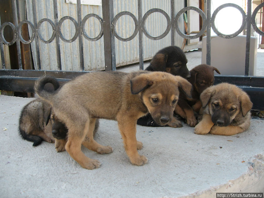 Клевые щенки в Ласпи Балаклава, Россия
