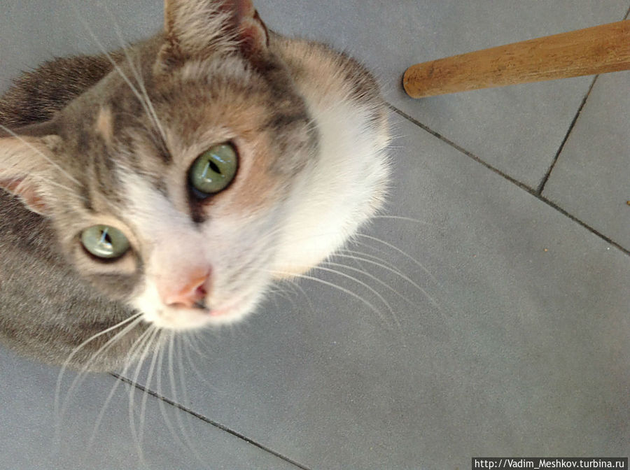 Марокканские коты прибегают к столам ресторанов на набережной Агадира и выпрашивают рыбу. Они ведут себя нагло, становятся на задние лапы и пытаются стянуть со стола кусок.