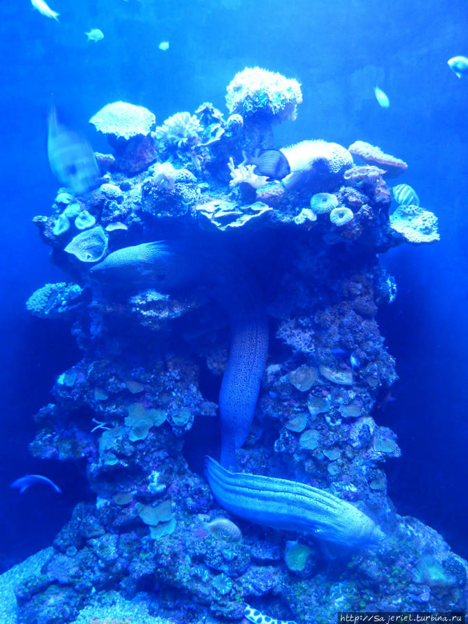 PALMA AQUARIUM — океанариум на Майорке Остров Майорка, Испания