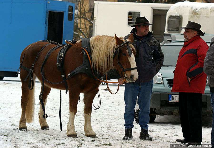 Конный рынок в Леонберге Леонберг, Германия