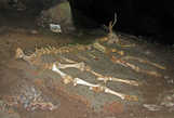 а это кости зубра, или бизона... выходит ранее в Крыму они водились...