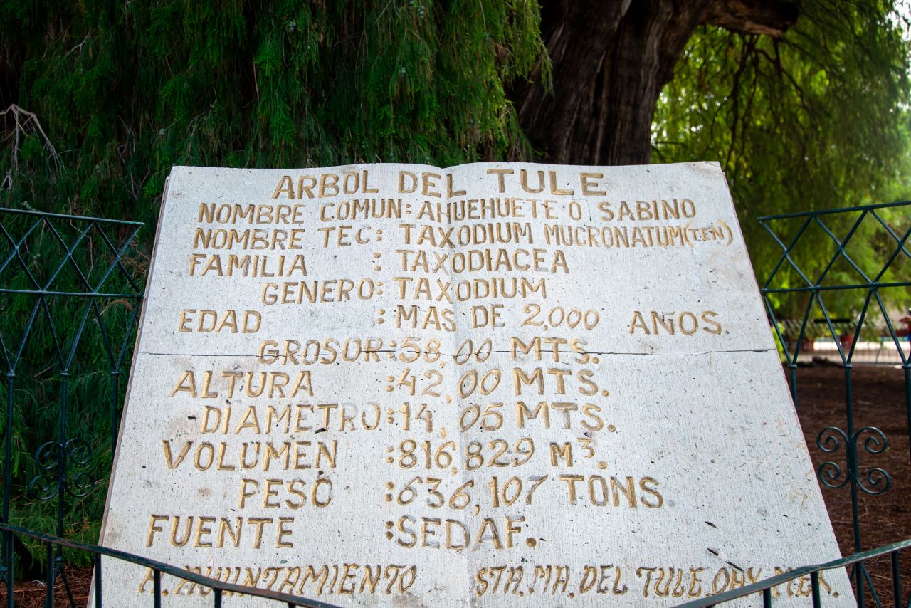 дерево Туле – El Árbol del Tule Санта-Мария-дель-Туле, Мексика