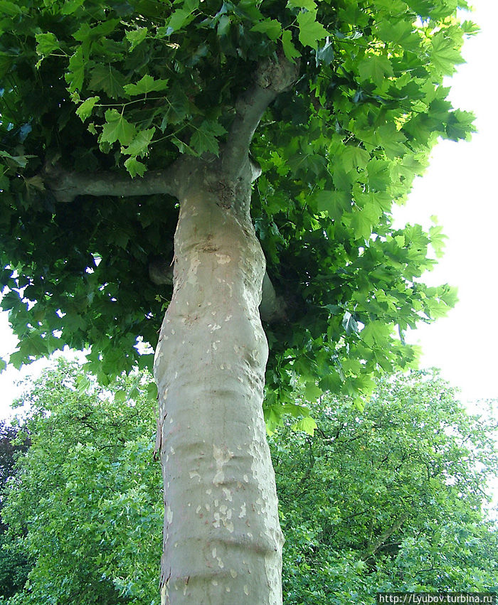 Чудо дерево Брюссель, Бельгия