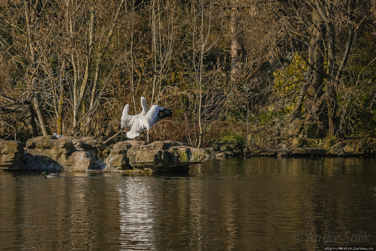 Любимый символ и протеже королевы Англии
