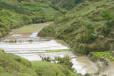 Река   из  рисовых   ячеек.