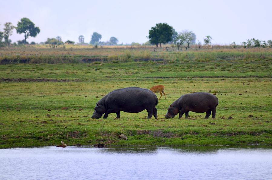 Пасущиеся бегемоты Национальный парк Чобе, Ботсвана