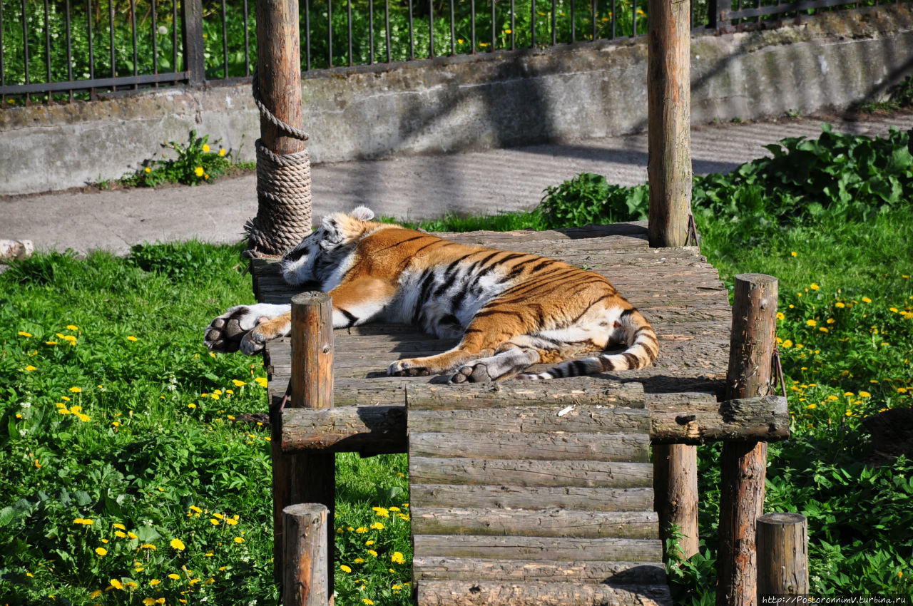 Символ калининградского зоопарка 1 из 4