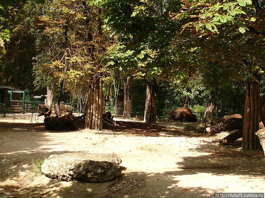 Зоопарк Шёнбрунн Вена, Австрия