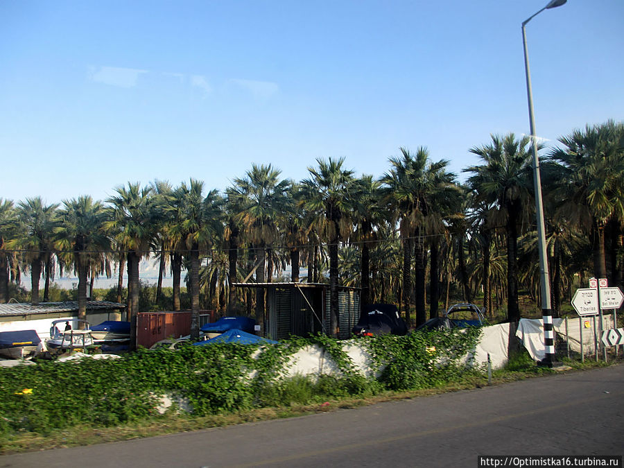 Плантации финиковых пальм Галилейское море озеро, Израиль