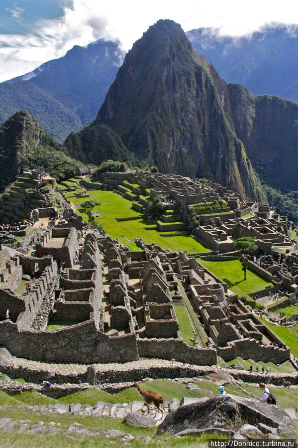 Лама-Пикчу Мачу-Пикчу, Перу
