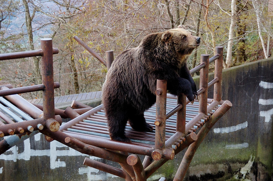 Вольер с медведями Ноборибецу, Япония