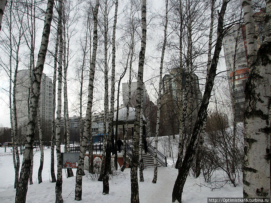 Прогулки в лесу Тёплого Стана Москва, Россия