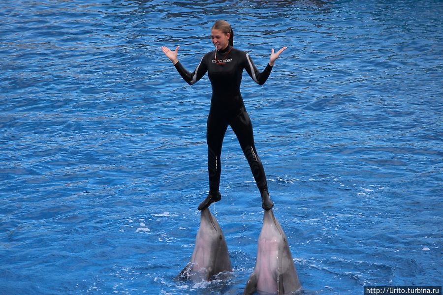 Шоу дельфинов Валенсия, Испания