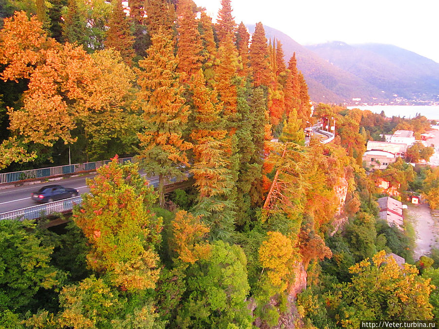 Несмотря на то, что на дворе был конец августа, многие лиственные деревья уже начали желтеть! Гагра, Абхазия