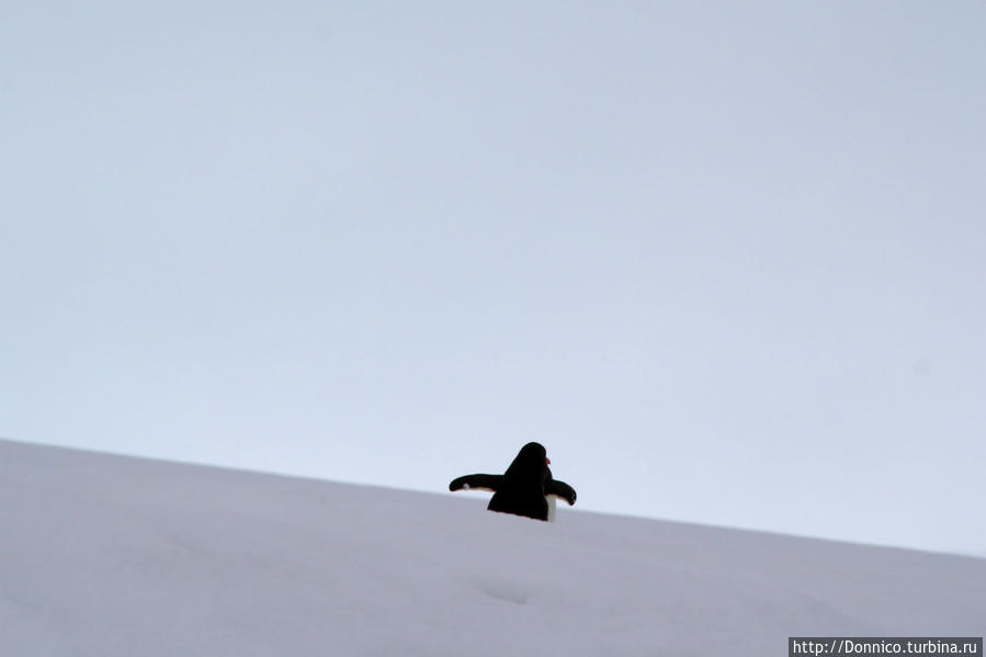Пингвин-Икар на взлетной полосе, в очередной раз совершающий попытку взлететь... Остров Данко, Антарктида