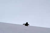 Пингвин-Икар на взлетной полосе, в очередной раз совершающий попытку взлететь...