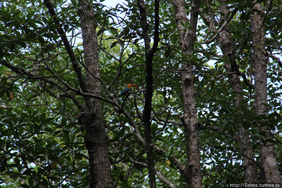 Птичка Сабанг, остров Миндоро, Филиппины