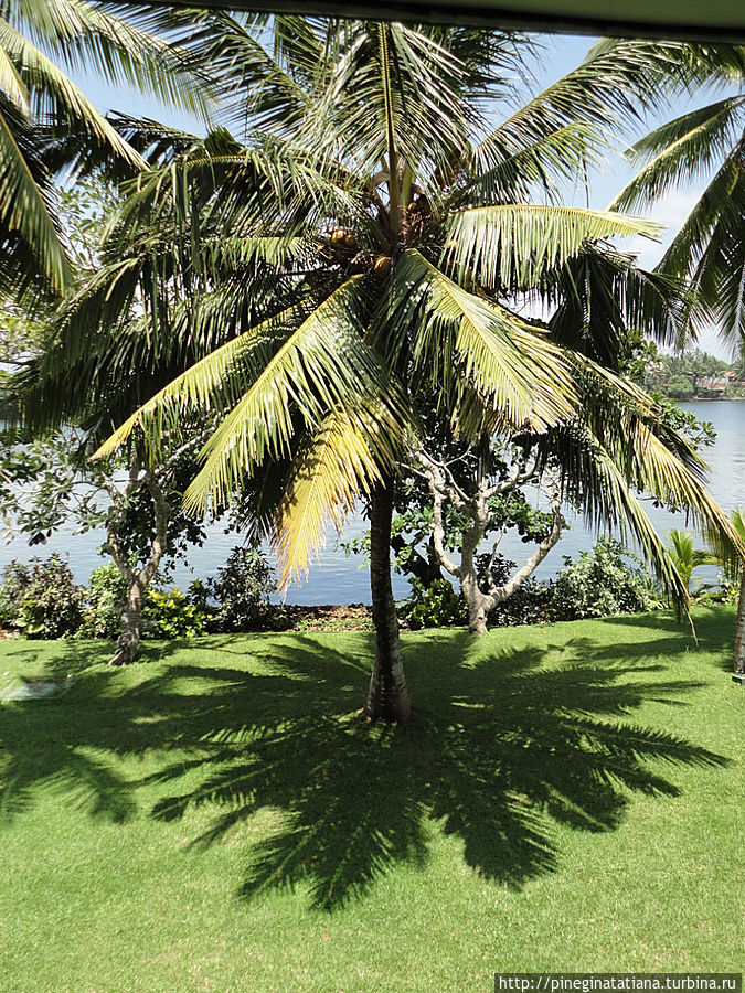 Причудливые тени от пальм. Бентота, Шри-Ланка