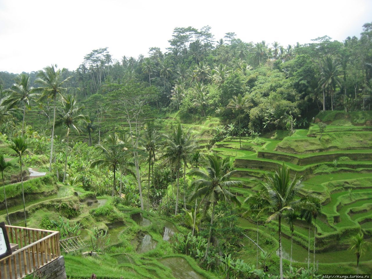 Рисовые террасы Тегалаланг Убуд, Индонезия