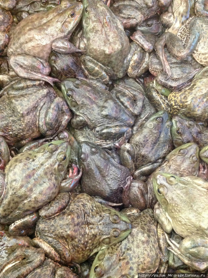 Вкусные лягушки в крупнейшем ресторане морепродуктов в Шанхае. Шанхай, Китай