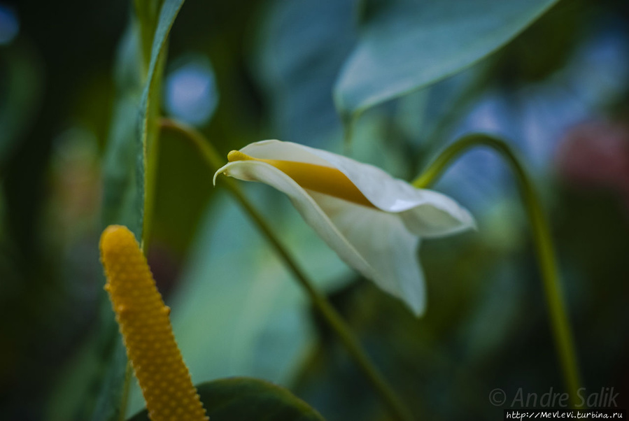 В Ботаническом саду Рига, Латвия