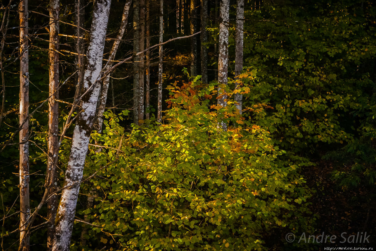 В лесу до рассвета Сигулда, Латвия