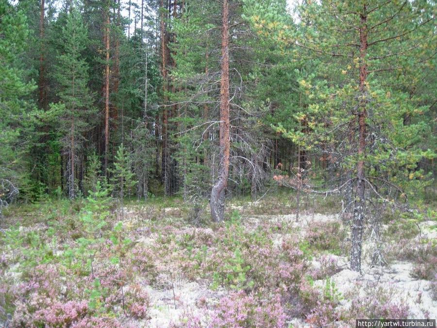Вот такой сосновый лес, поросший вереском и белым мхом, встретит вас на пути к бывшему водопаду Гирвас, Россия