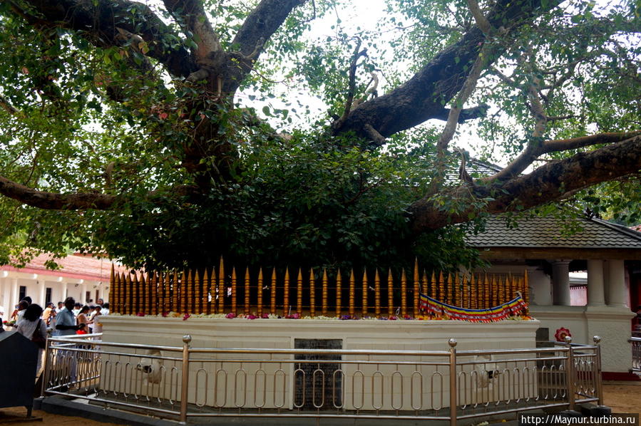 Священное   дерево  Маха  Бодхи. Катарагама, Шри-Ланка