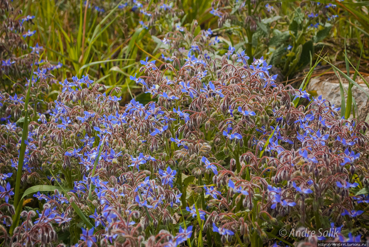 Поле маков Ситжес, Испания