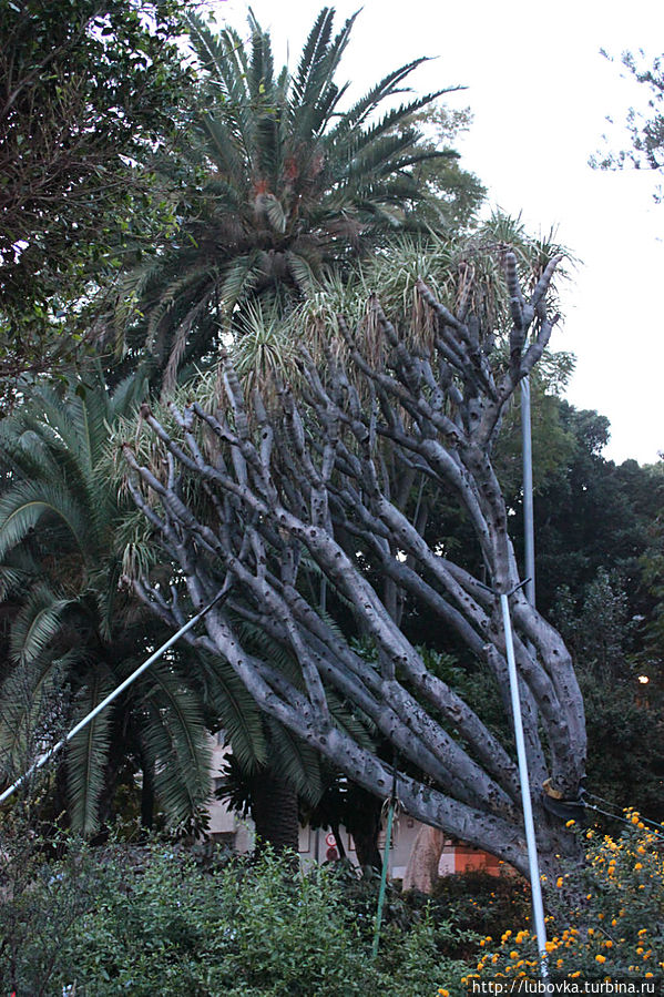 Трепетное отношение к священному Дереву Драко. Санта-Крус-де-Тенерифе, остров Тенерифе, Испания