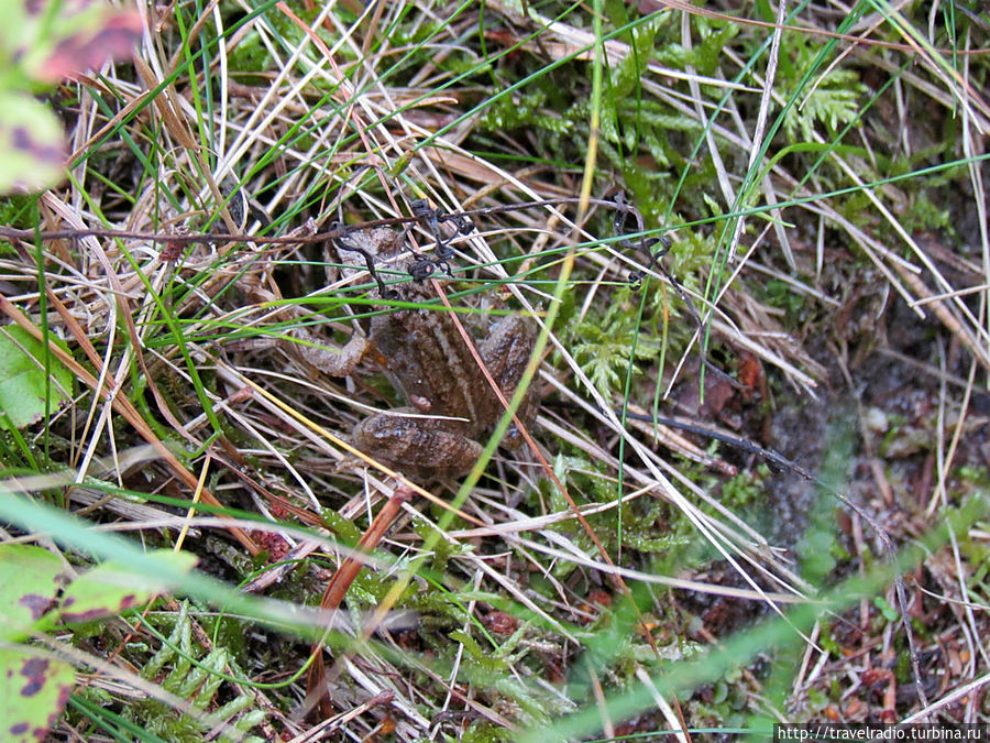 Микельторнис Латвия