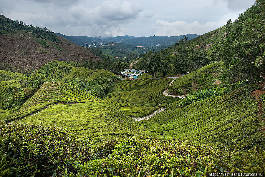 Чайные плантации — Sungai Palas Boh Tea Estate Танах-Рата, Малайзия