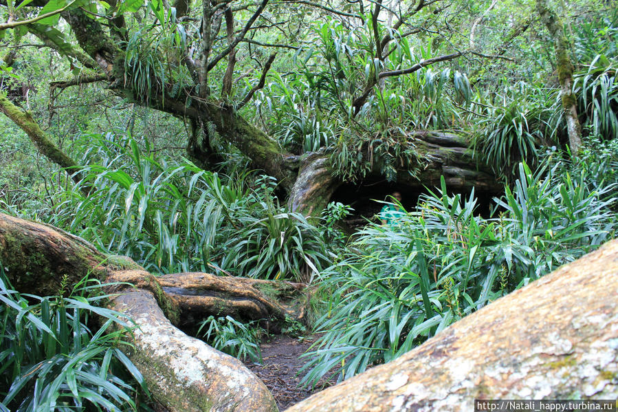 Сердце Реюньона в месте заповедном Салази, Реюньон