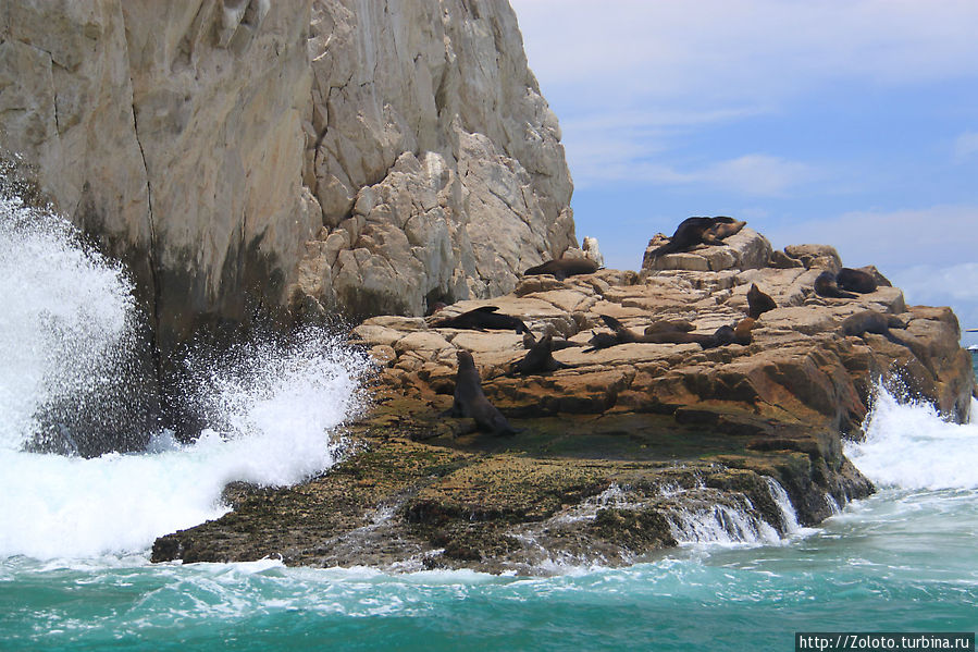 Морские львы Кабо-Сан-Лукас, Мексика