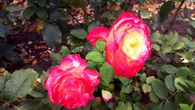 А эти яркие красавицы из Рязани. Очень привлекательный визуально сорт, но обладающий резким сладким запахом. Пожалуй, цветок исключительно для улицы.