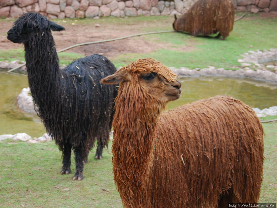 Красавец альпака в профиль. Курносость на порядок выше, чем у ламы. Регион Куско, Перу