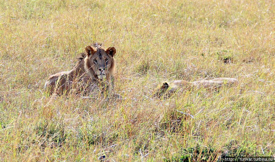 Львиная свадьба в Масай Маре Масаи-Мара Национальный Парк, Кения