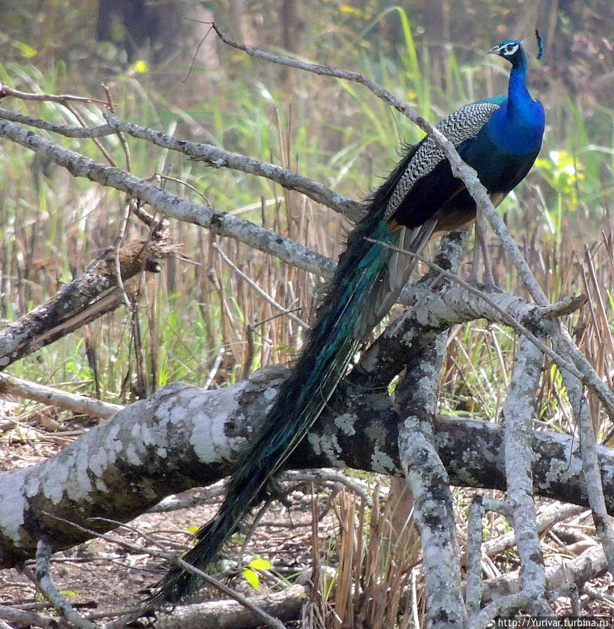 Павлин — самая красивая птица из отряда куриных Читван Национальный Парк, Непал