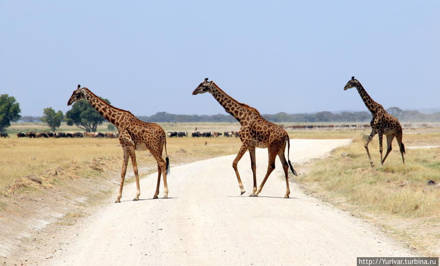 Жирафы в Амбосели Кения