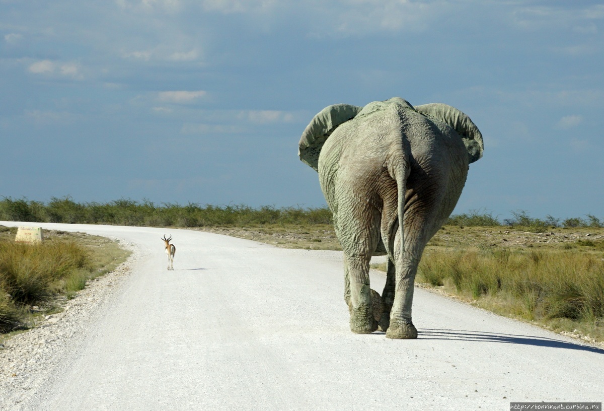 Этоша. Слон. Слонов вижу в природе не первый раз, но впервые поразился: старый самец был просто грандиозен и величествен. Намибия