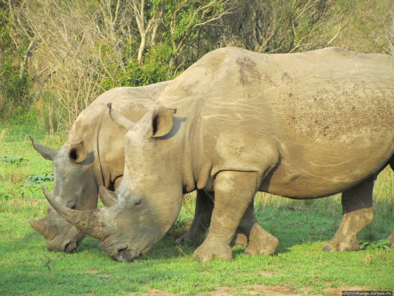 Парк Hluhluwe Imfolozi Game Reserve Шлушлуве-Умфолози Национальный Парк, ЮАР