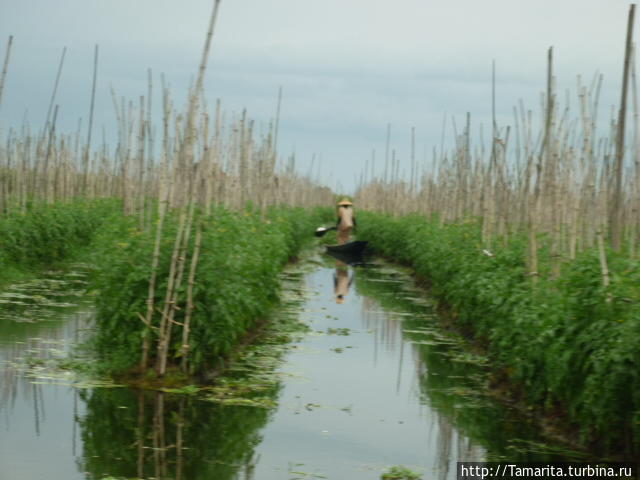 Озеро Инле и подставные падаунги Озеро Инле, Мьянма