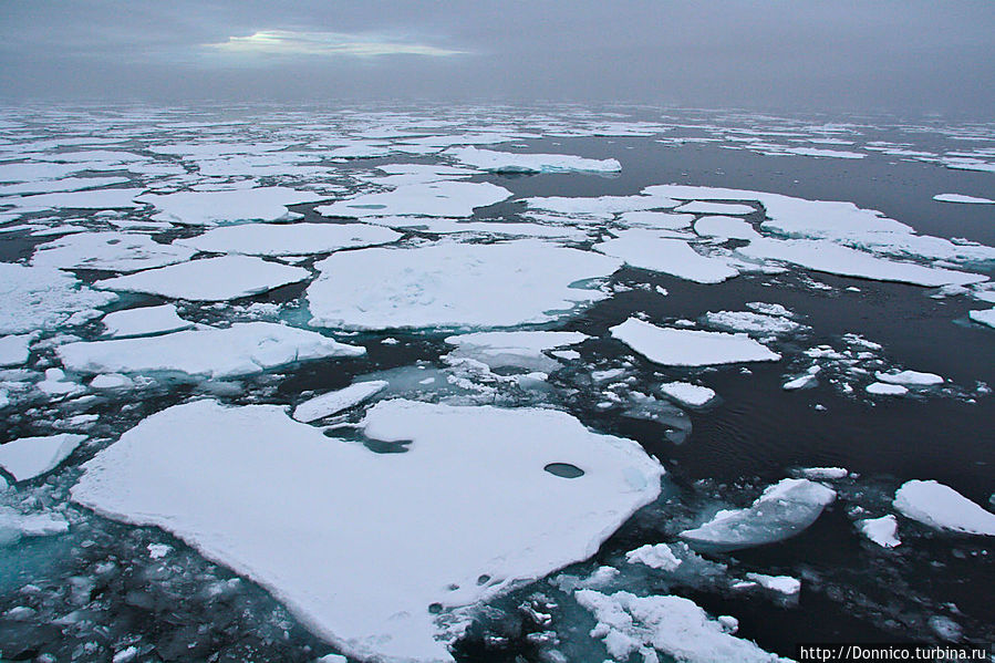 то-ли тюлень, то-ли заяц, как посмотреть...