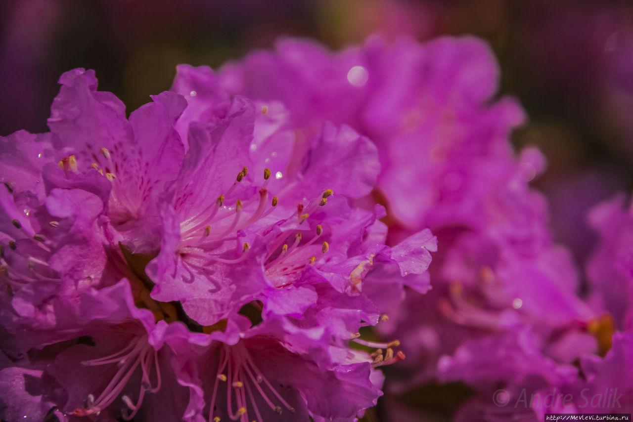 ПОСЛЕДНЕЕ МАЙСКОЕ Рига, Латвия