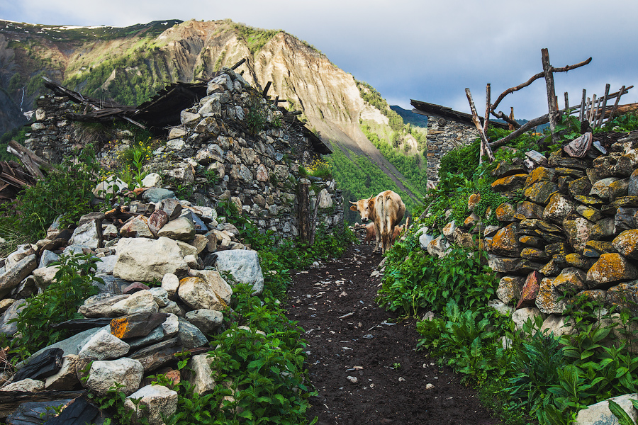 Коровка встречает неожиданных гостей..