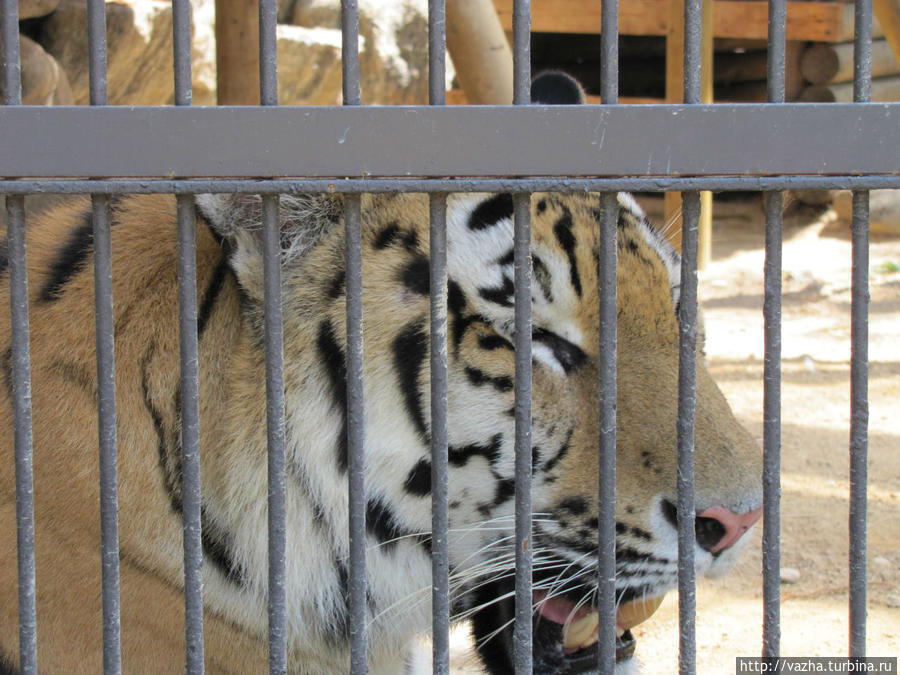 Амурский тигр. Гордость зоопарка,основной вольер откроется 28 декабря 2013 года. Сеул, Республика Корея