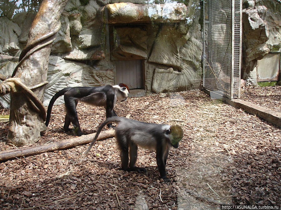 Зоопарк в Барселоне (Barcelona Zoo) находится практически в центре города. Это одно из популярных и наиболее часто посещаемых мест в Барселоне. Замечательный вариант отдыха для всей семьи. Здесь содержится около 8000 животных и более 400 видов со всех континентов земного шара. К радости и детей, и взрослых, в зоопарке представлены веселые и игривые детеныши диких кошек...