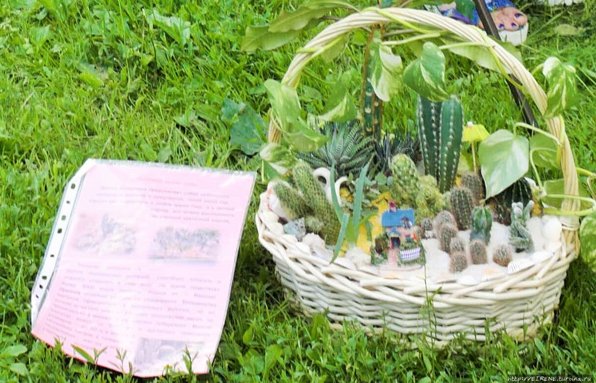 Прошлым летом, в цветочном городе. Новокузнецк, Россия