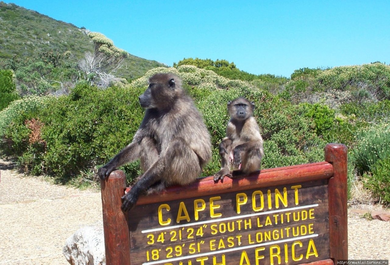 Из интернета Национальный парк Столовая Гора, ЮАР
