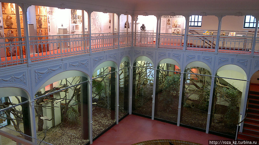 дом обезьян